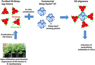 In vitro-Formulated Oligomers of Strep-Tagged Avian Influenza Haemagglutinin Produced in Plants Cause Neutralizing Immune Responses